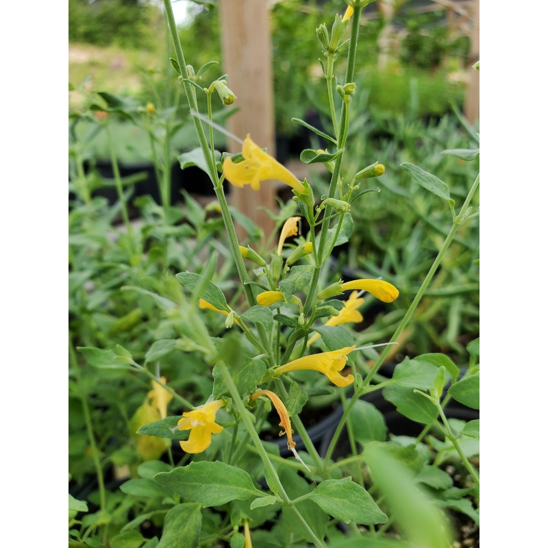Agastache aurantiaca –Sunset Yellow Hyssop–