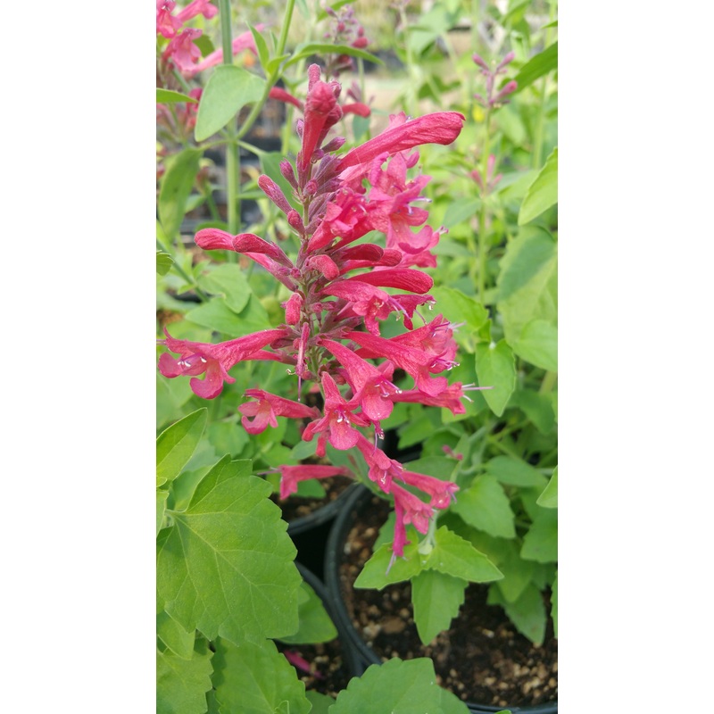 Agastache –Red Happiness Hyssop–