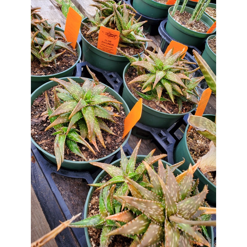 Aloe jucunda|4″ round pot