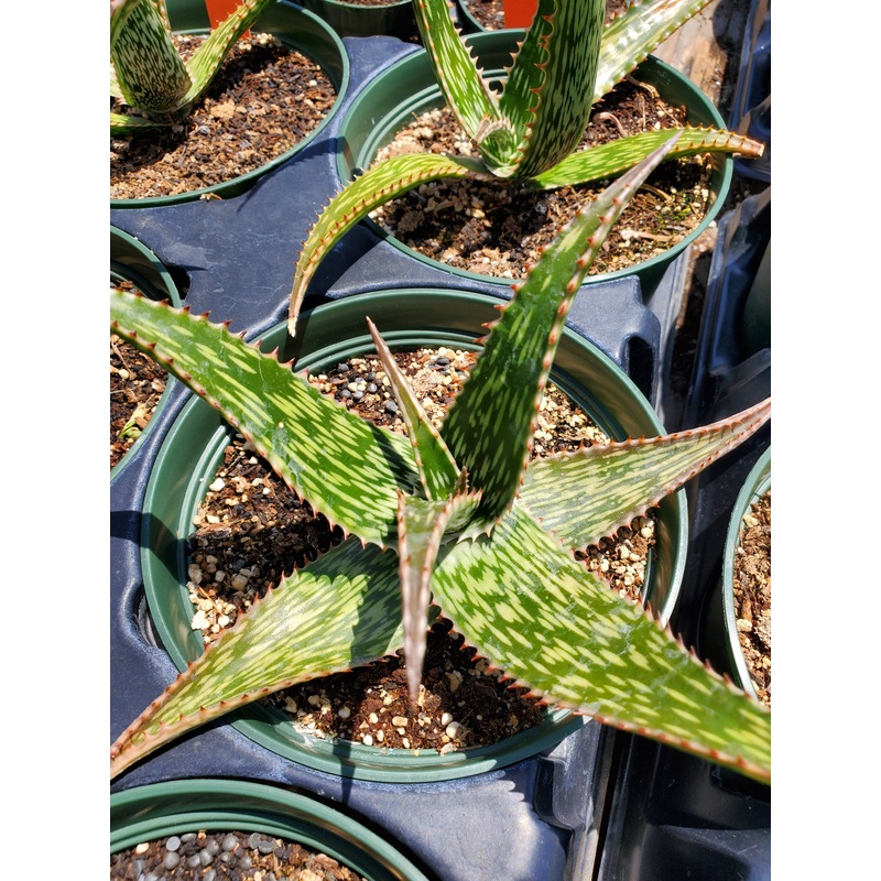 Aloe rauhii ‘Snowflake’|4″ round pot
