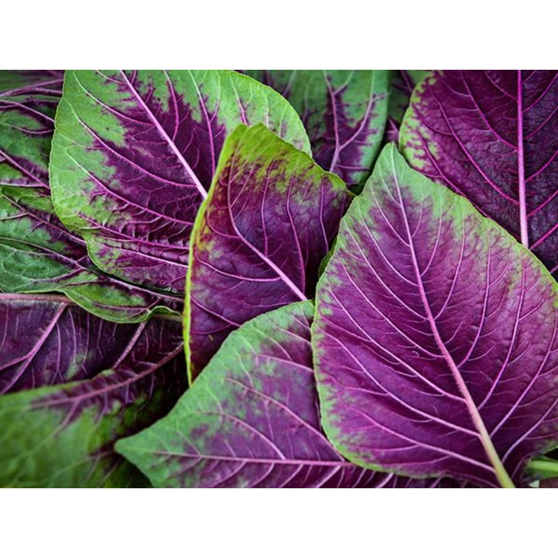 AMARANTH ‘Chinese Multicolor’|4″ square pot