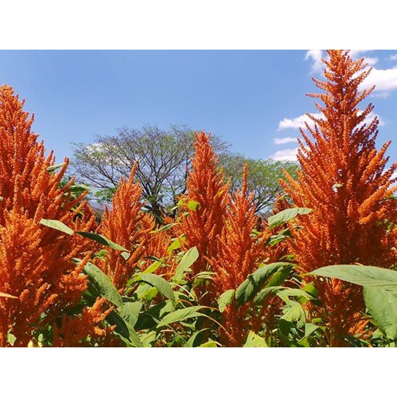 AMARANTH ‘Juana’s Orange’|4″ square pot