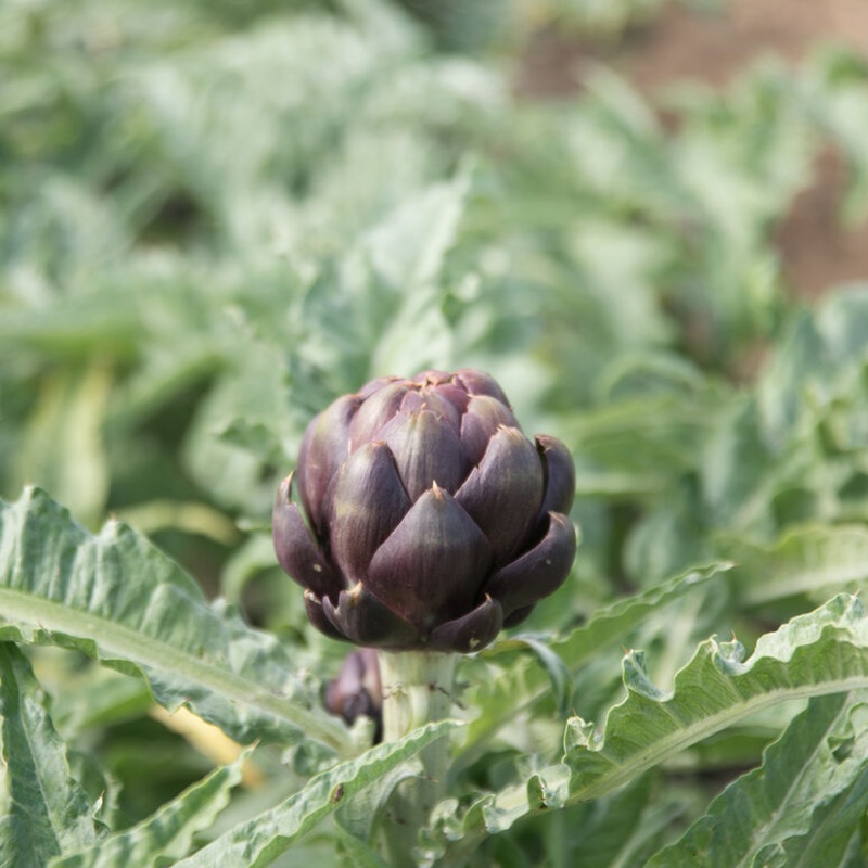 ARTICHOKE ‘Colorado Star’|1 GALLON pot