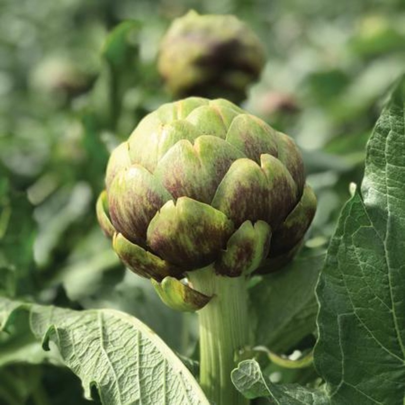 ARTICHOKE ‘Imperial Star Purple’