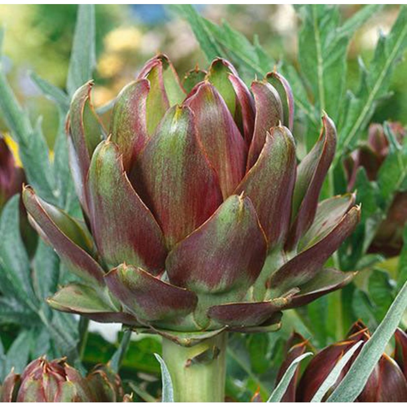 ARTICHOKE ‘Purple Italian Globe’