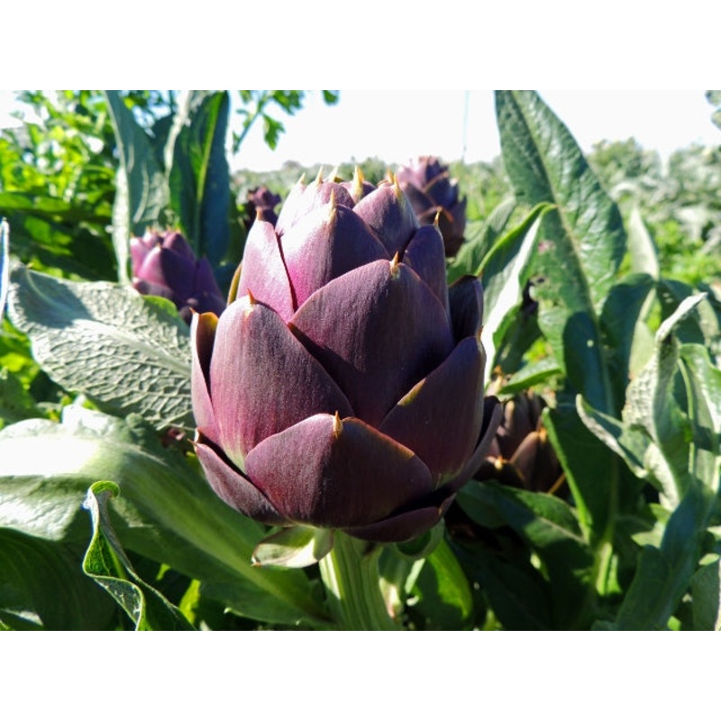 ARTICHOKE ‘Purple of Romagna’|1 GALLON pot
