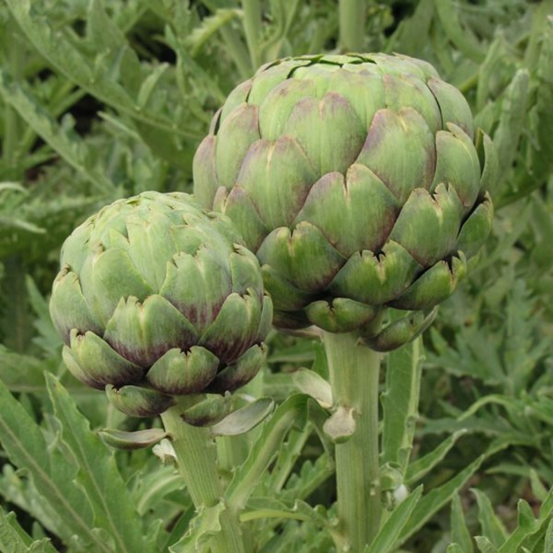 ARTICHOKE ‘Tavor’|1 quart round pot