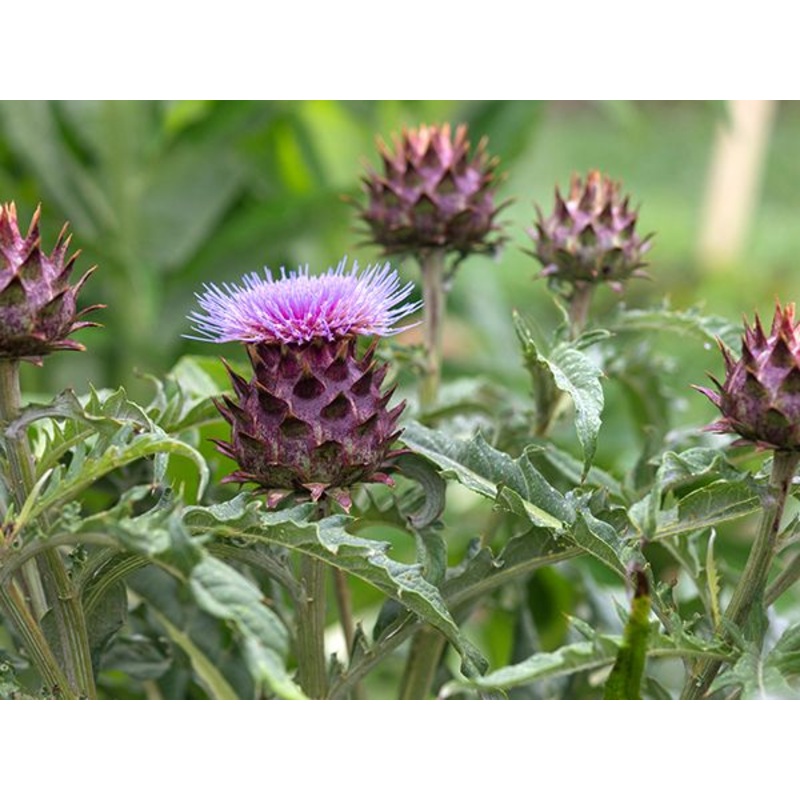 ARTICHOKE ‘Violet de Provence’