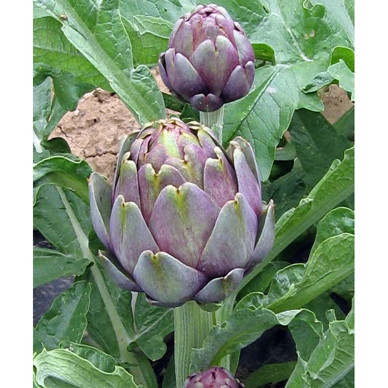 ARTICHOKE ‘Violetto’|1 GALLON pot