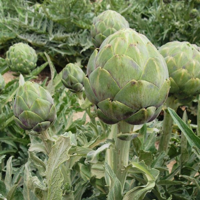 ARTICHOKE ‘Wonder’|1 GALLON pot