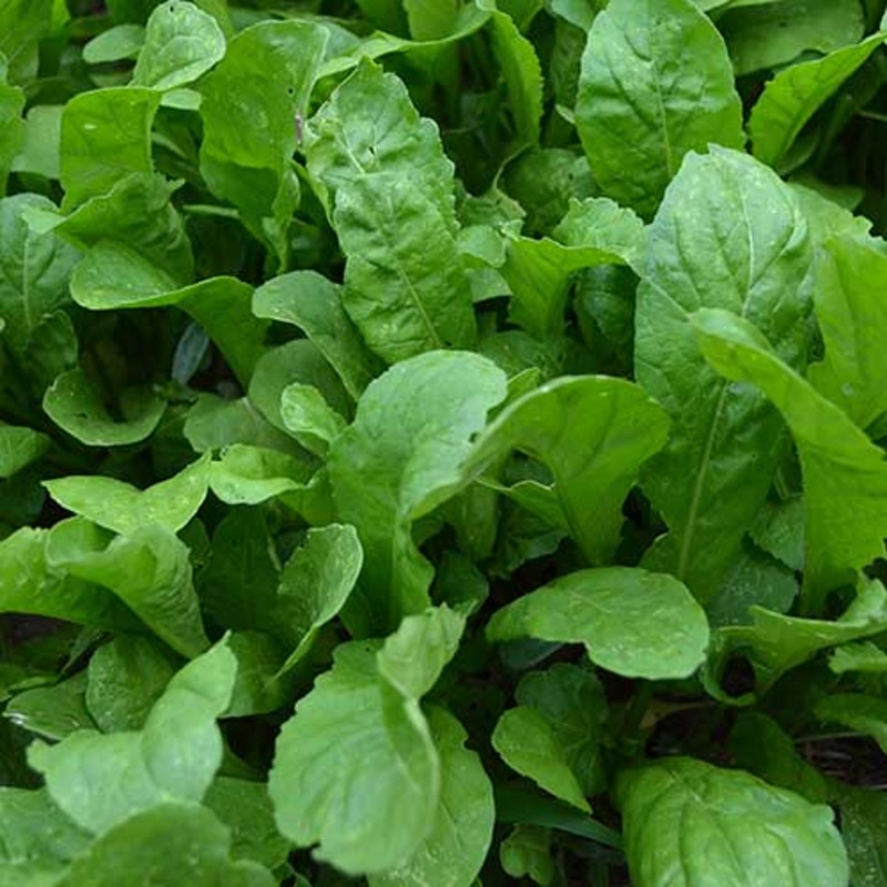 ARUGULA ‘Apollo’ –Eruca vesicaria–