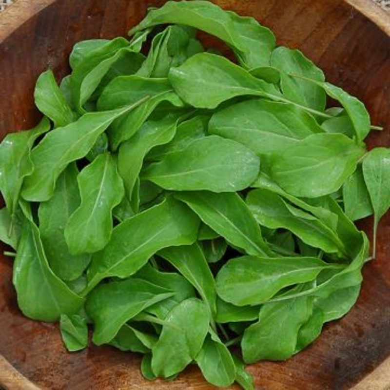 ARUGULA ‘Astro’ –Eruca vesicaria–