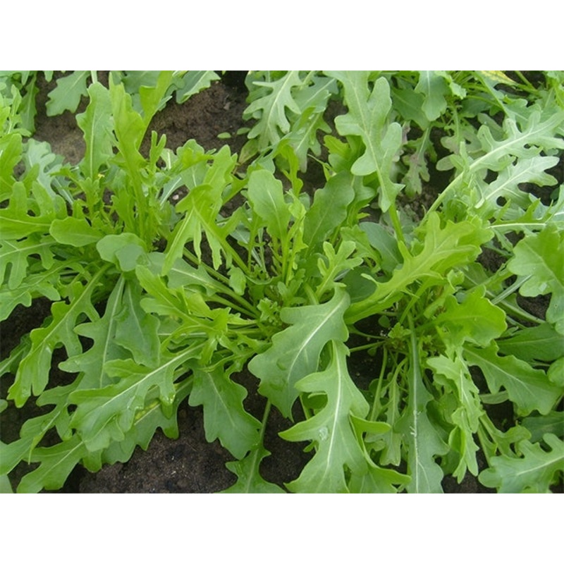 ARUGULA ‘Bellezia’ –Diplotaxis tenuifolia–