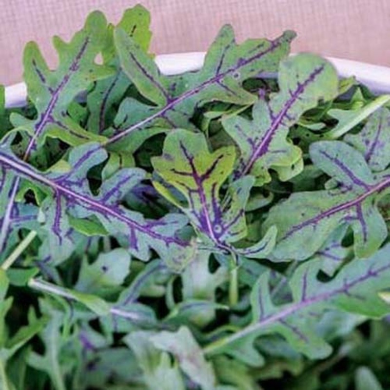 ARUGULA ‘Purple Stemmed’ –Eruca vesicaria–