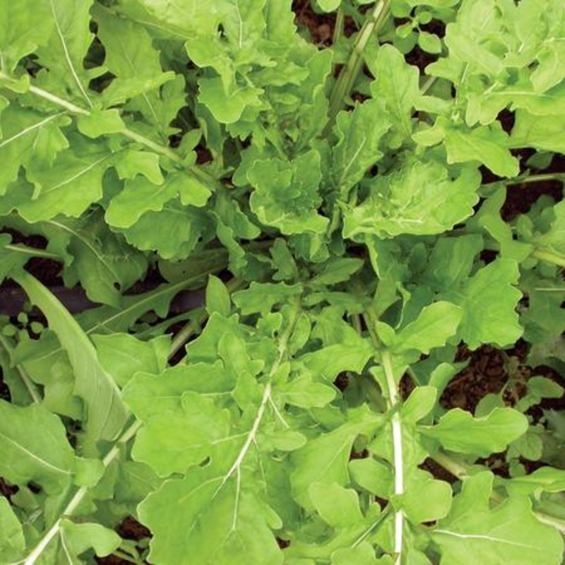 ARUGULA ‘Roquette’ –Eruca vesicaria–