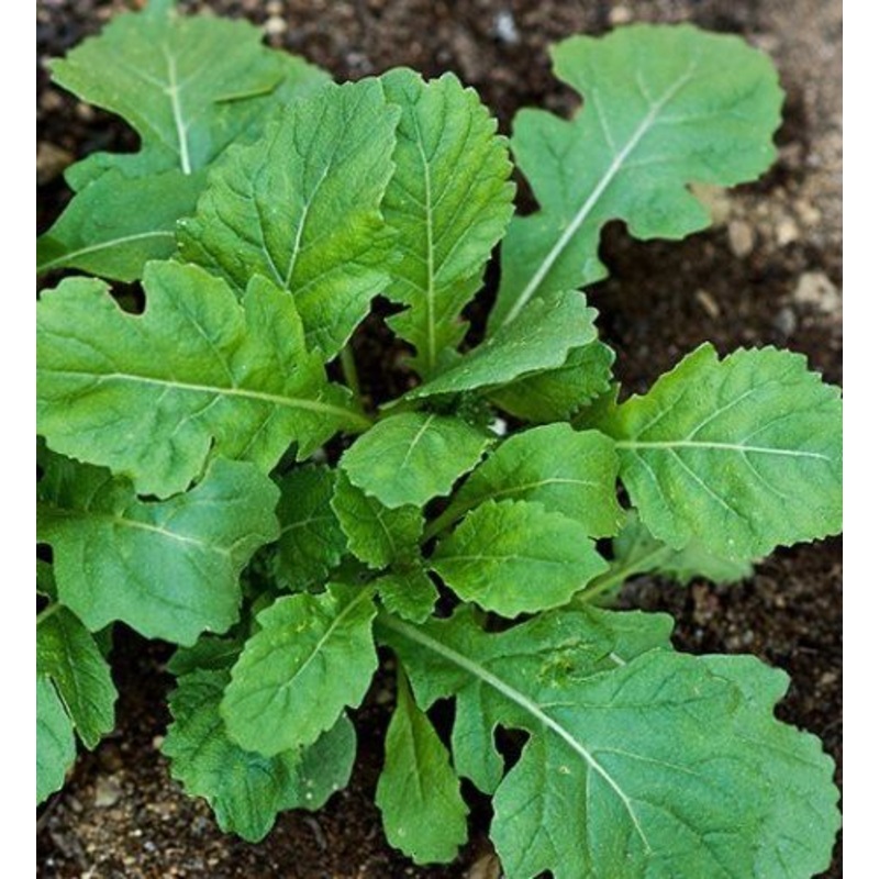 ARUGULA ‘Wasabi’ –Diplotaxis erucoides–