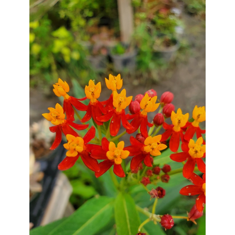 Asclepias curassavica –Tropical Milkweed–