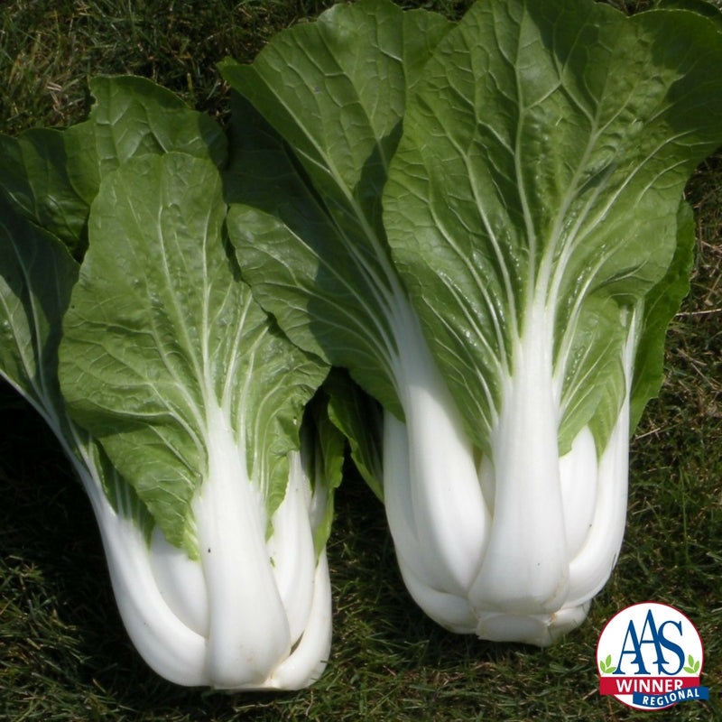 ASIAN GREENS ‘Bopak Pac Choi’|4″ square pot