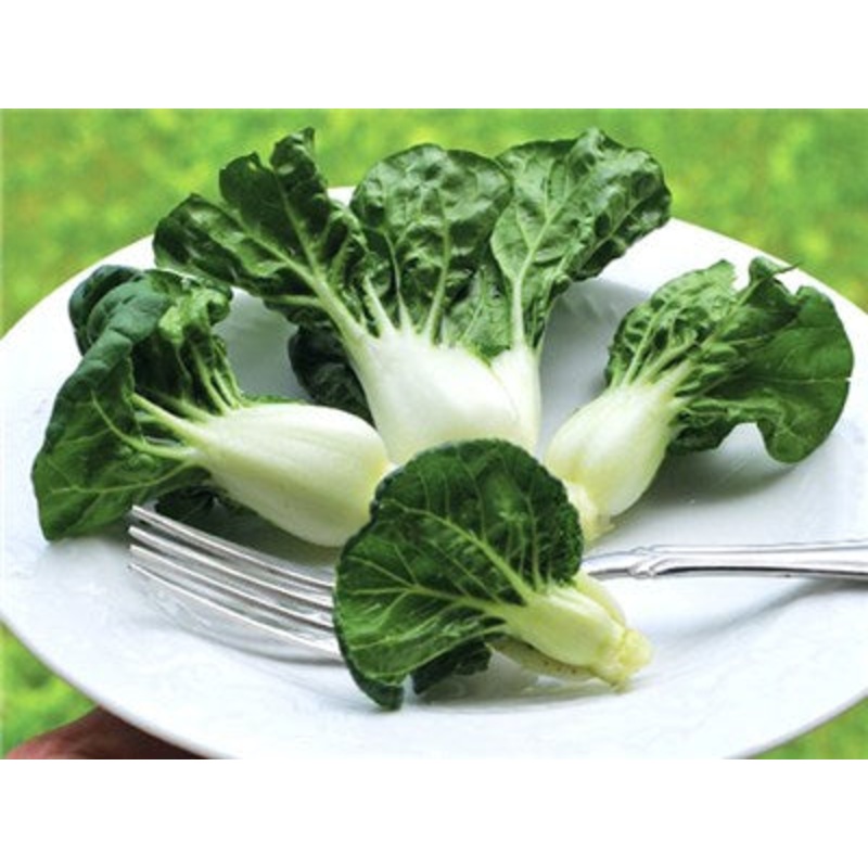 ASIAN GREENS ‘Extra Dwarf Pak Choy’