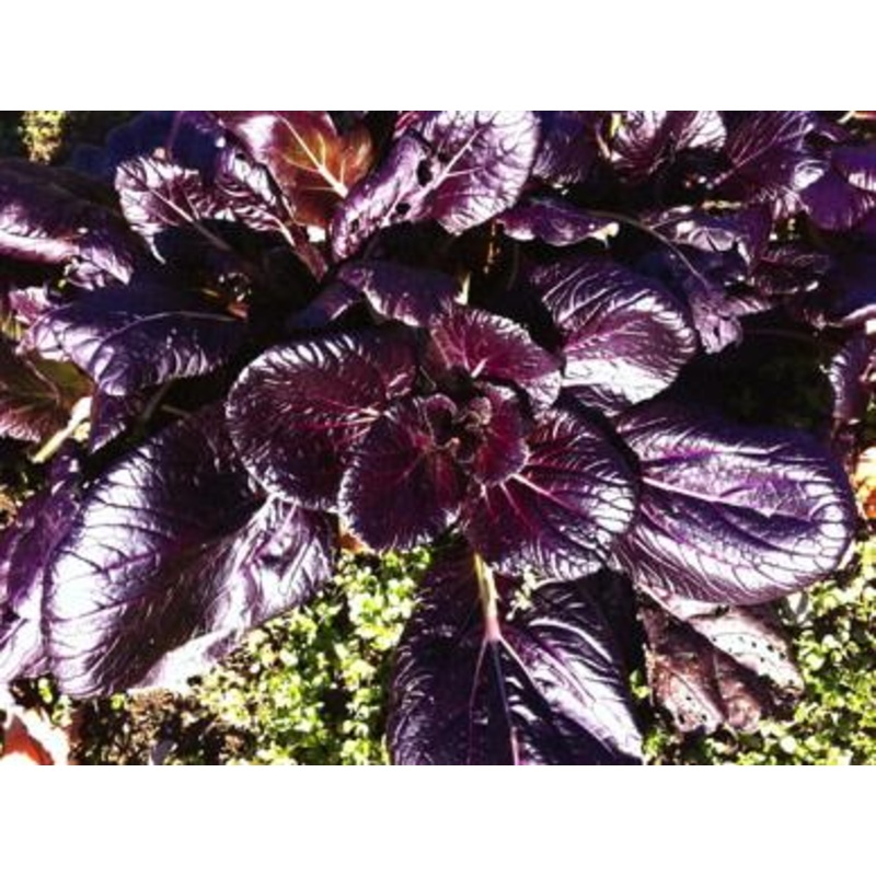 ASIAN GREENS ‘Lady Murasaki’|4″ square pot