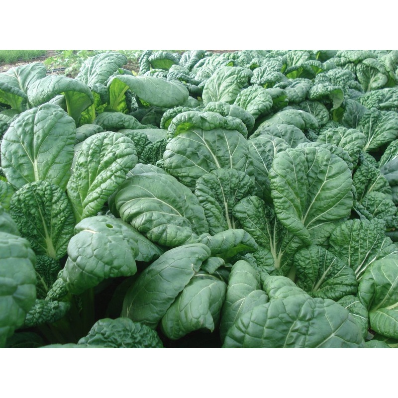 ASIAN GREENS ‘Tat Soy Savoy’|4″ square pot