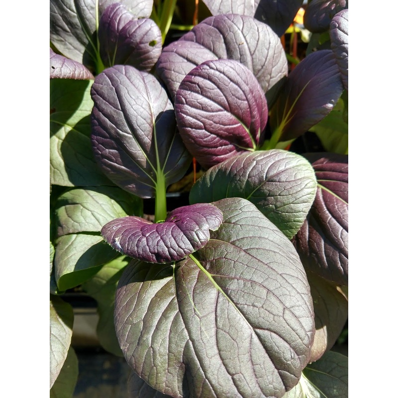 ASIAN GREENS ‘Violetta Pac Choi’