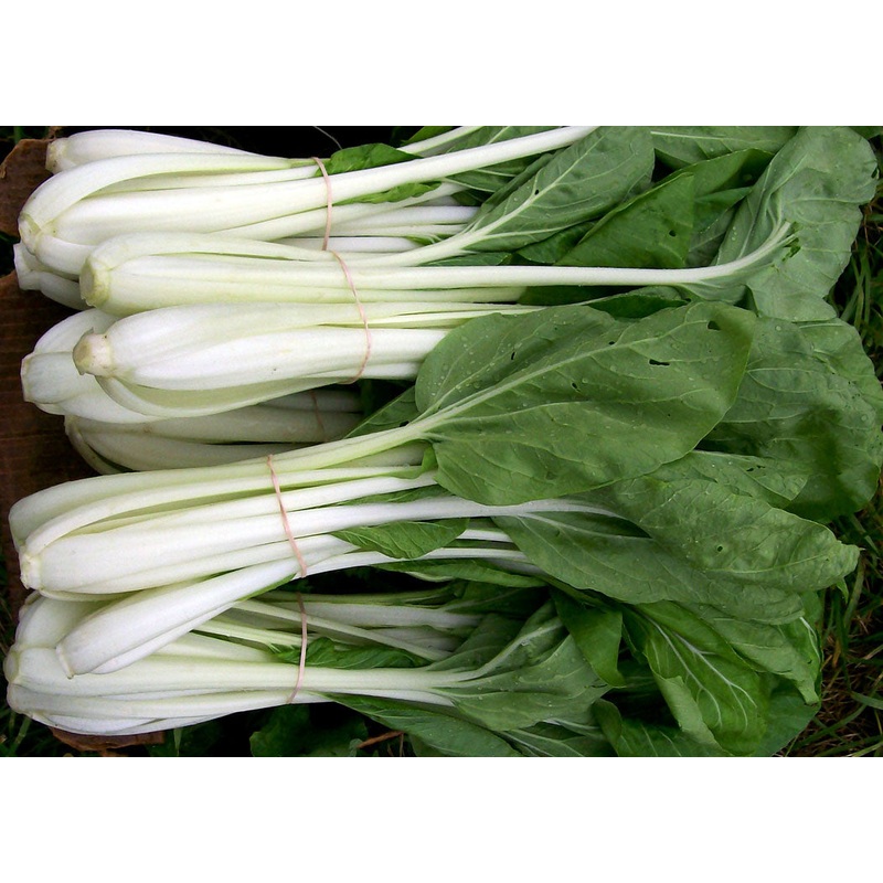 ASIAN GREENS ‘White Stemmed Pac Choi’
