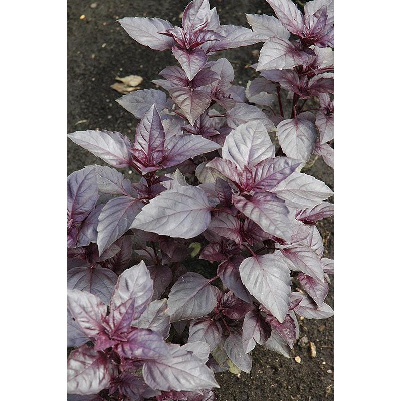 BASIL ‘Dark Opal’ –Ocimum basilicum–