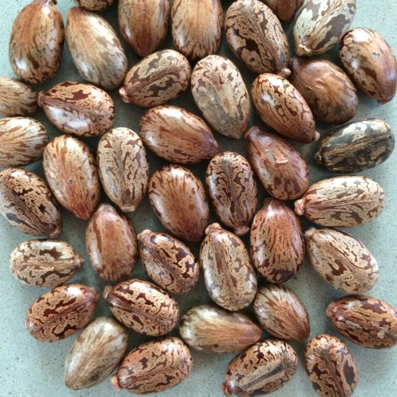 BEAN ‘Agate Pinto’|6-pack