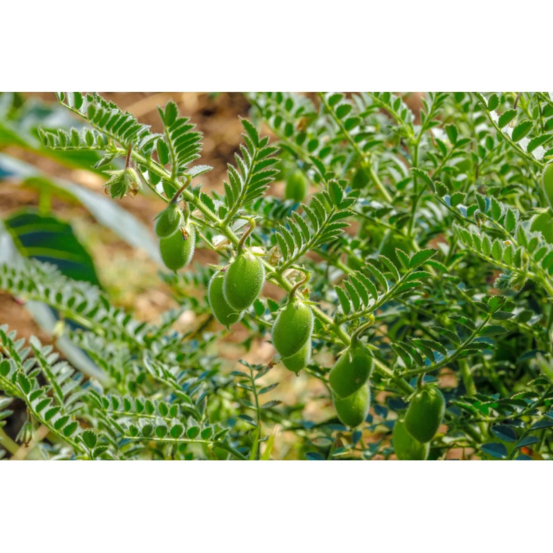 BEAN ‘Green Chana Garbanzo’|6-pack
