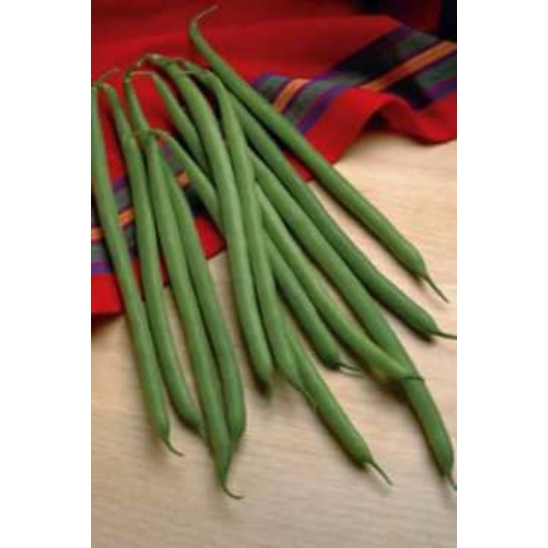 BEAN ‘Jade’|6-pack