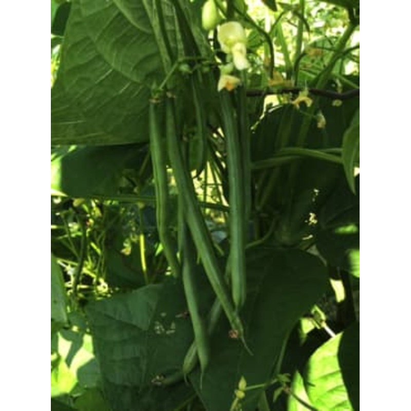 BEAN ‘Seychelles’|6-pack
