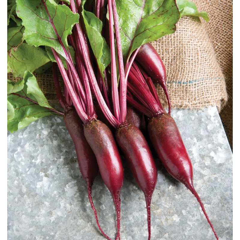 BEETS ‘Formanova’|4″ square pot