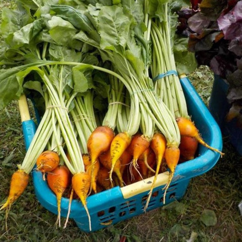 BEETS ‘Golden Grex’|4″ square pot
