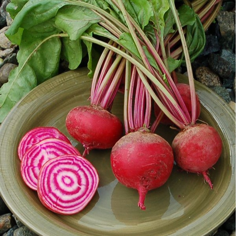 BEETS ‘Guardsmark Chioggia’|4″ square pot