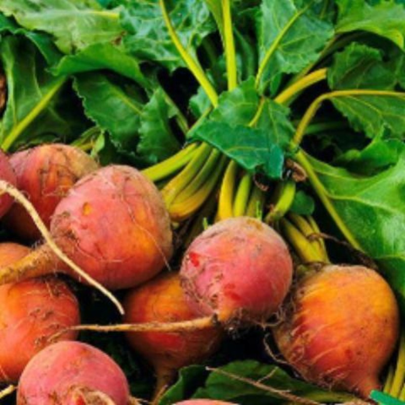 BEETS ‘Touchstone Gold’|4″ square pot