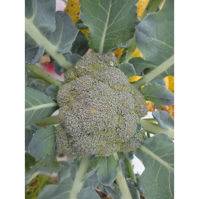 BROCCOLI ‘Bay Meadows’|4″ square pot