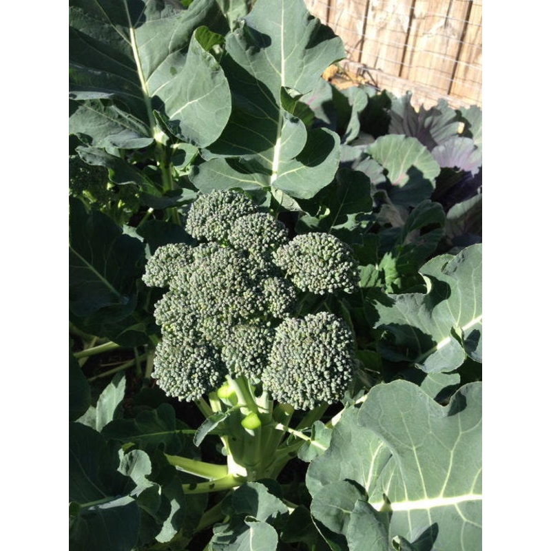 BROCCOLI ‘Calabrese Sprouting’