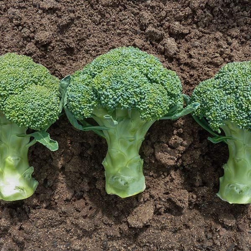 BROCCOLI ‘Covina’|4″ square pot