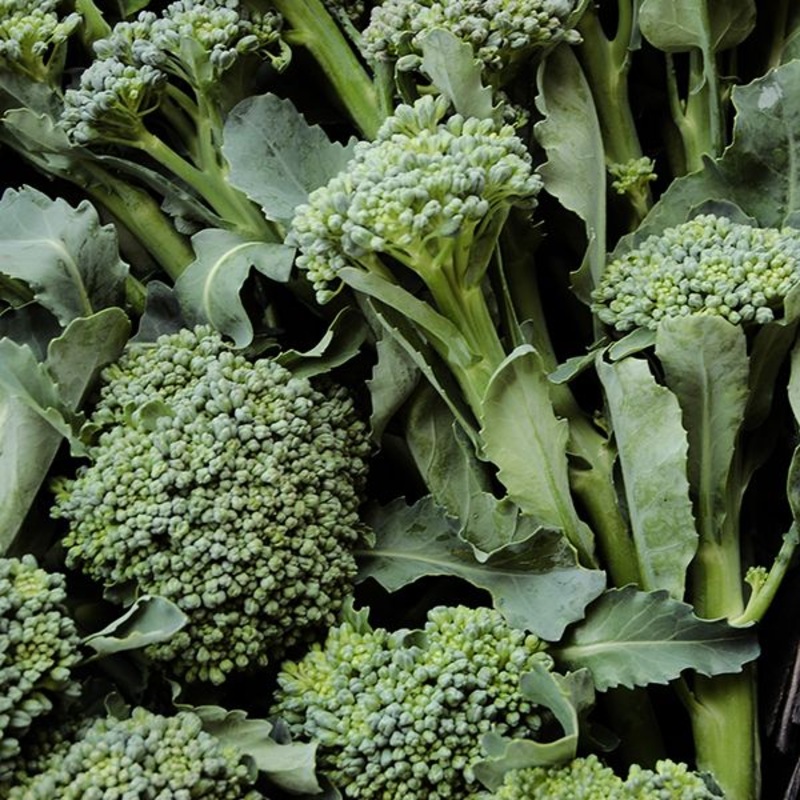 BROCCOLI ‘De Cicco’|4″ square pot