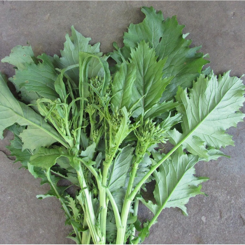 BROCCOLI ‘Deitrich’s Wild Raab’