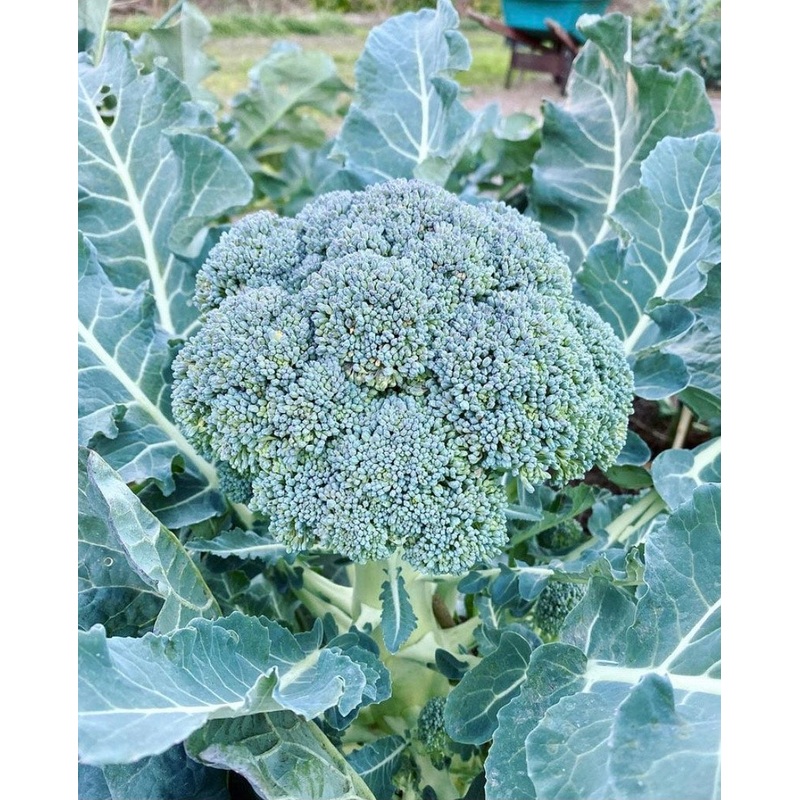BROCCOLI ‘Fiesta’|4″ square pot