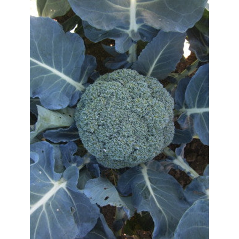 BROCCOLI ‘Green Super’|4″ square pot