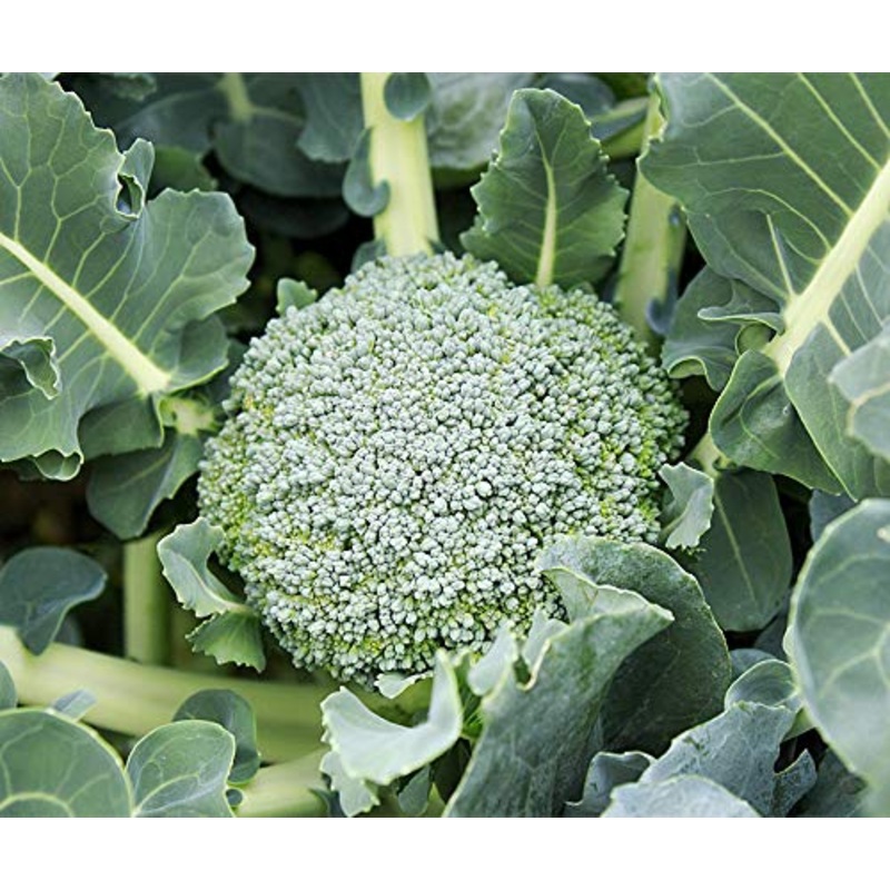 BROCCOLI ‘Limba’|4″ square pot