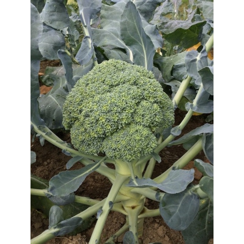 BROCCOLI ‘Millennium’|4″ square pot