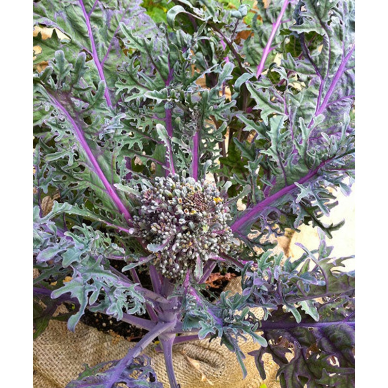 BROCCOLI ‘Purple Peacock’|4″ square pot