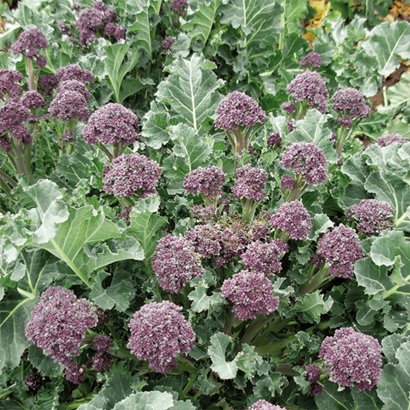 BROCCOLI ‘Santee’|4″ square pot