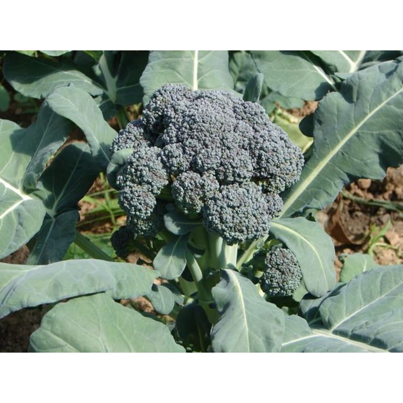 BROCCOLI ‘Solstice’|4″ square pot