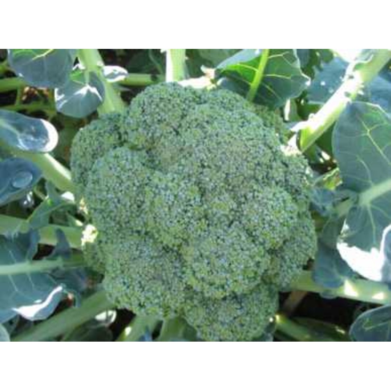BROCCOLI ‘Tendergreen’|4″ square pot