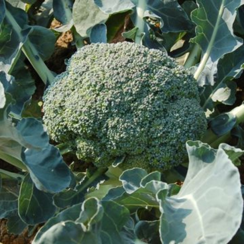 BROCCOLI ‘Waltham 29’|4″ square pot